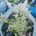 雪花木福建漳州雪花木绿化庭院设计基地直供大小规格袋子苗
