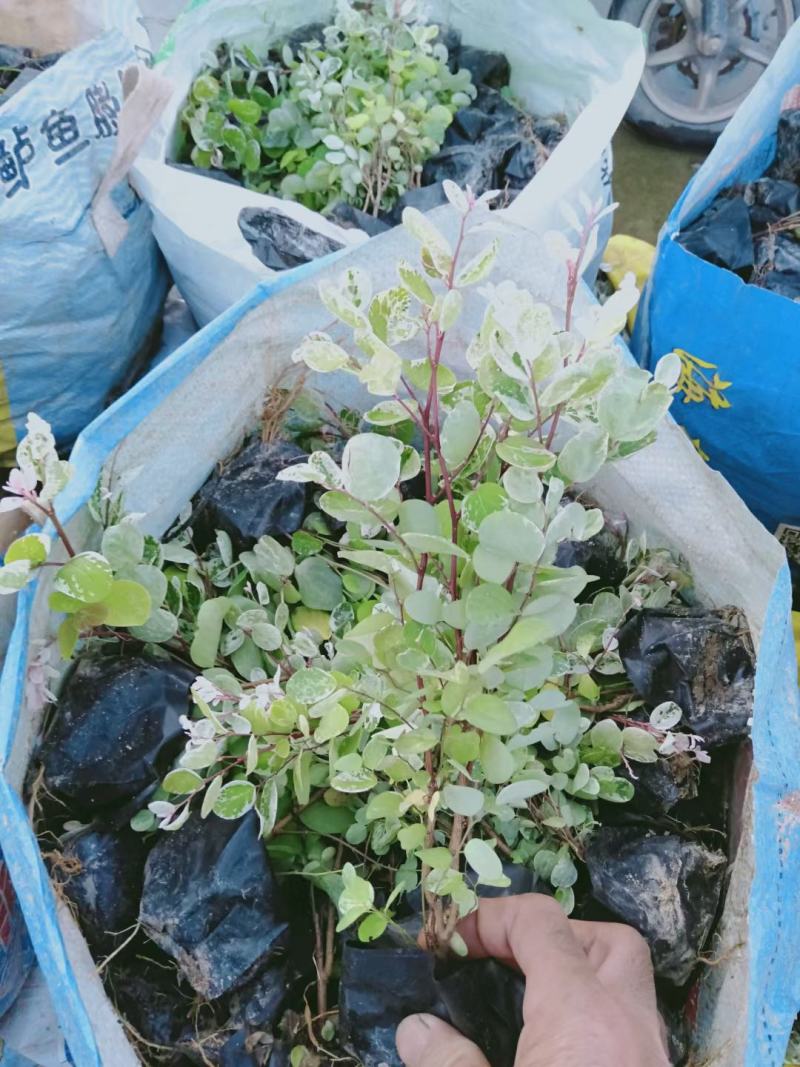 雪花木福建漳州雪花木绿化庭院设计基地直供大小规格袋子苗
