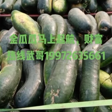 晚熟瓜仙子上车中，欢迎老板采购