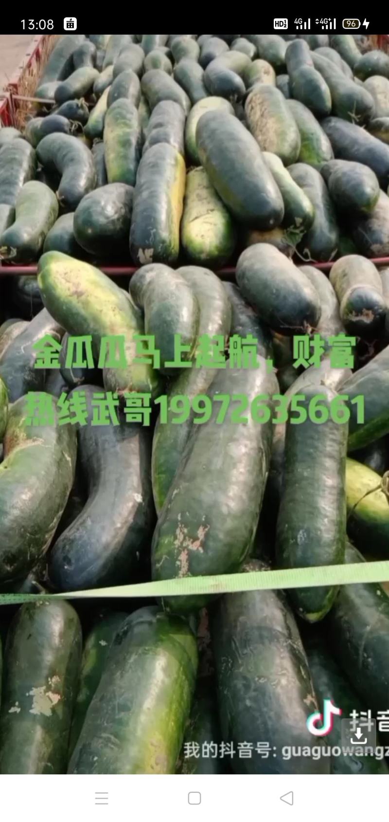 晚熟瓜仙子上车中，欢迎老板采购