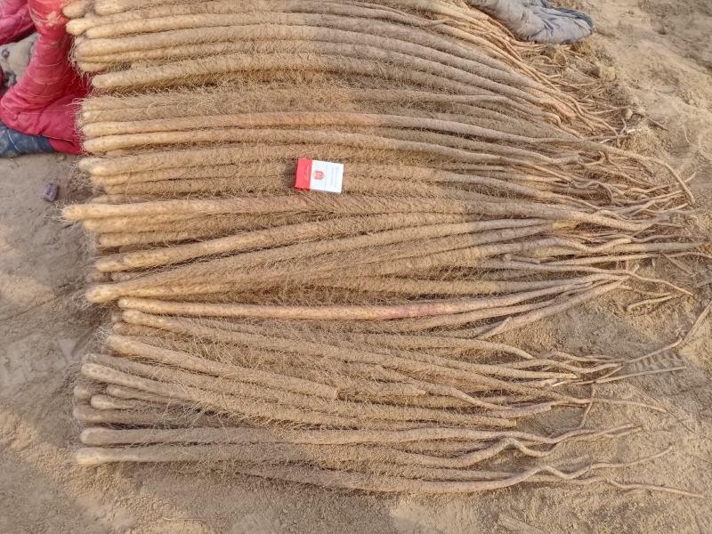 太康铁棍山药直营直销