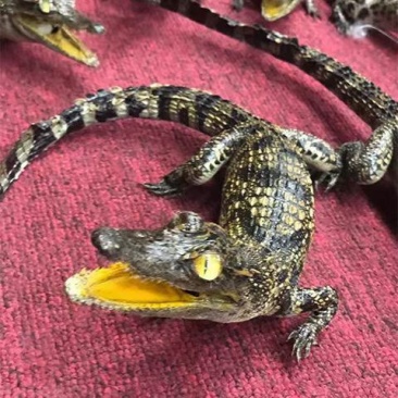 鳄鱼标本
