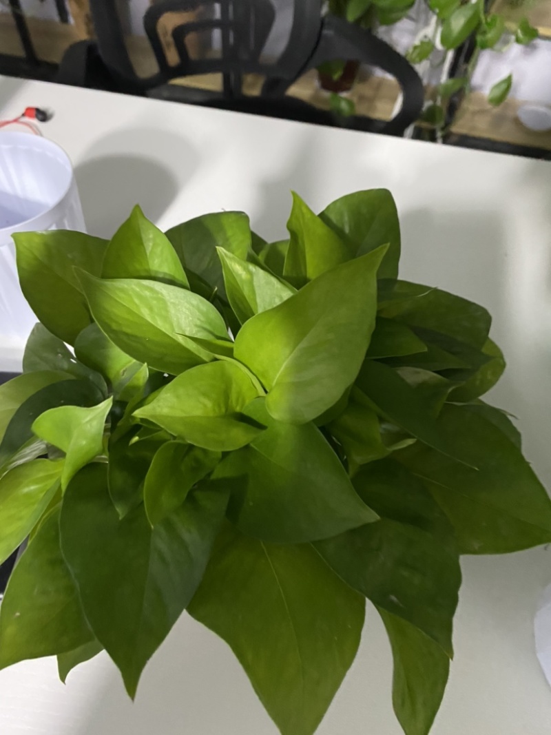 110型号绿萝，小巧精致，懒人盆栽