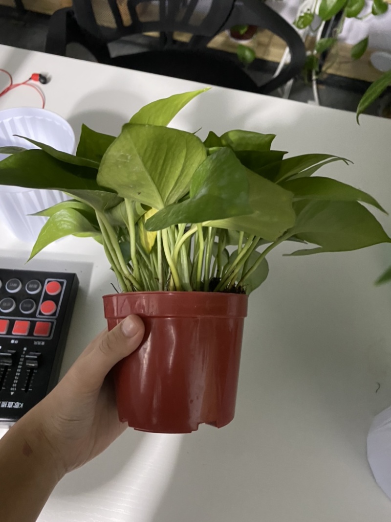 110型号绿萝，小巧精致，懒人盆栽