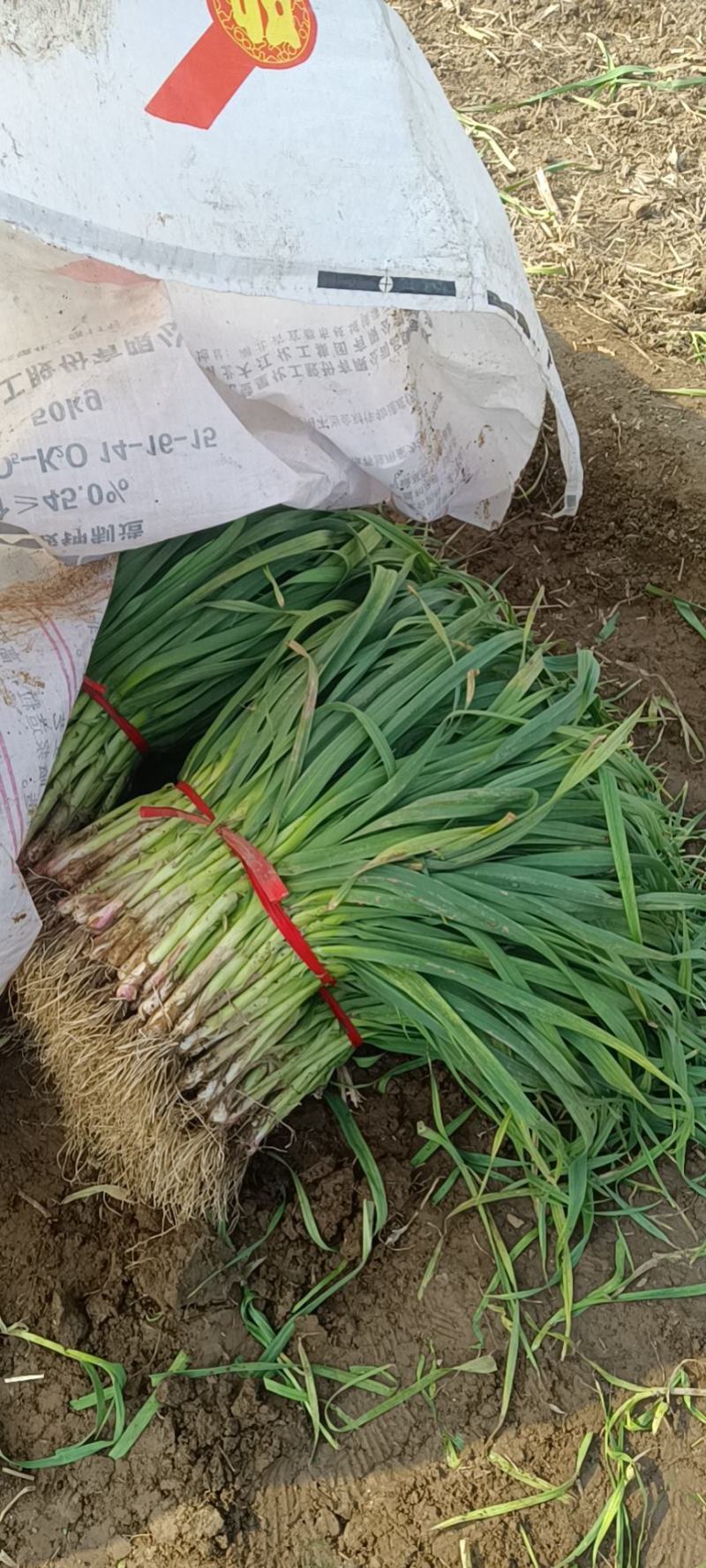 河南许昌优质无公害红根蒜苗