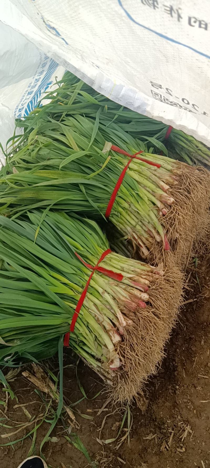河南许昌优质无公害红根蒜苗