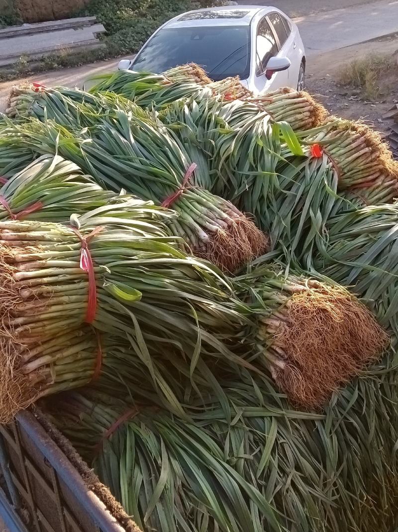 河南许昌优质无公害红根蒜苗