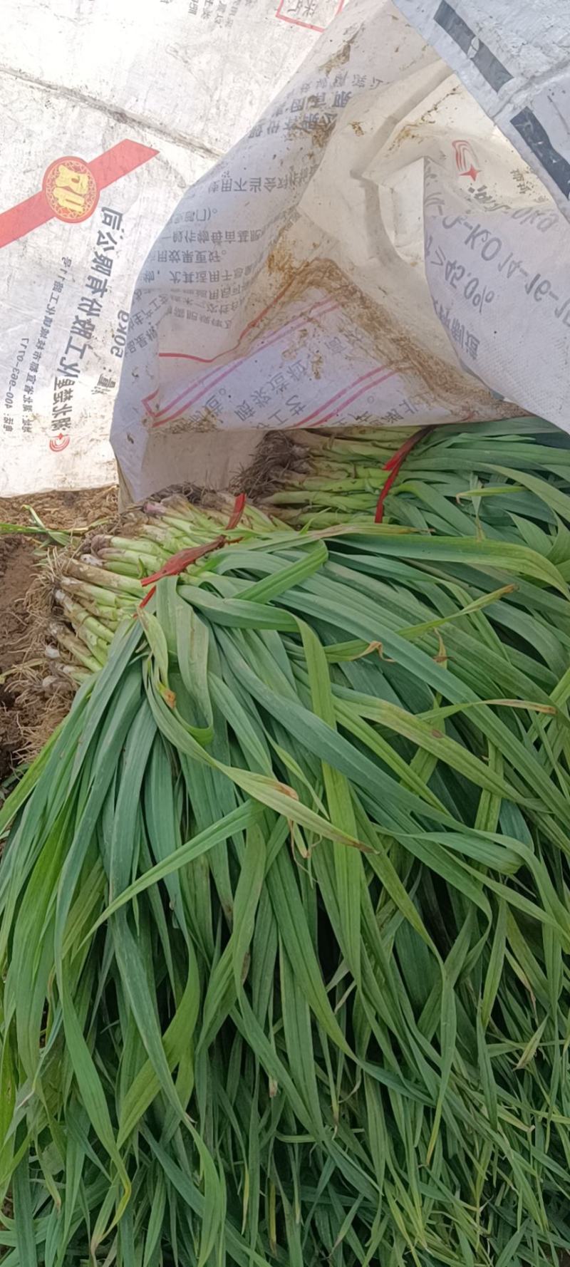 河南许昌优质无公害红根蒜苗