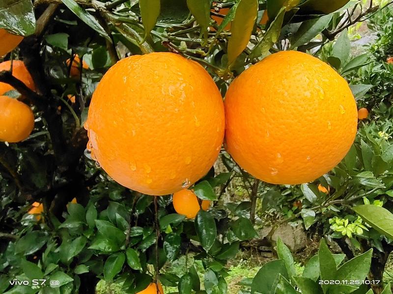【精选】湖北秭归脐橙中华红橙，皮薄多汁，产地直发质量保证