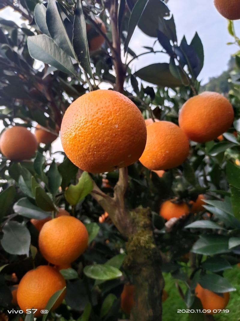 【精选】湖北秭归脐橙中华红橙，皮薄多汁，产地直发质量保证