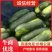 河北精品冬瓜隆尧县万亩冬瓜基地产地直销瓜型好颜色黑