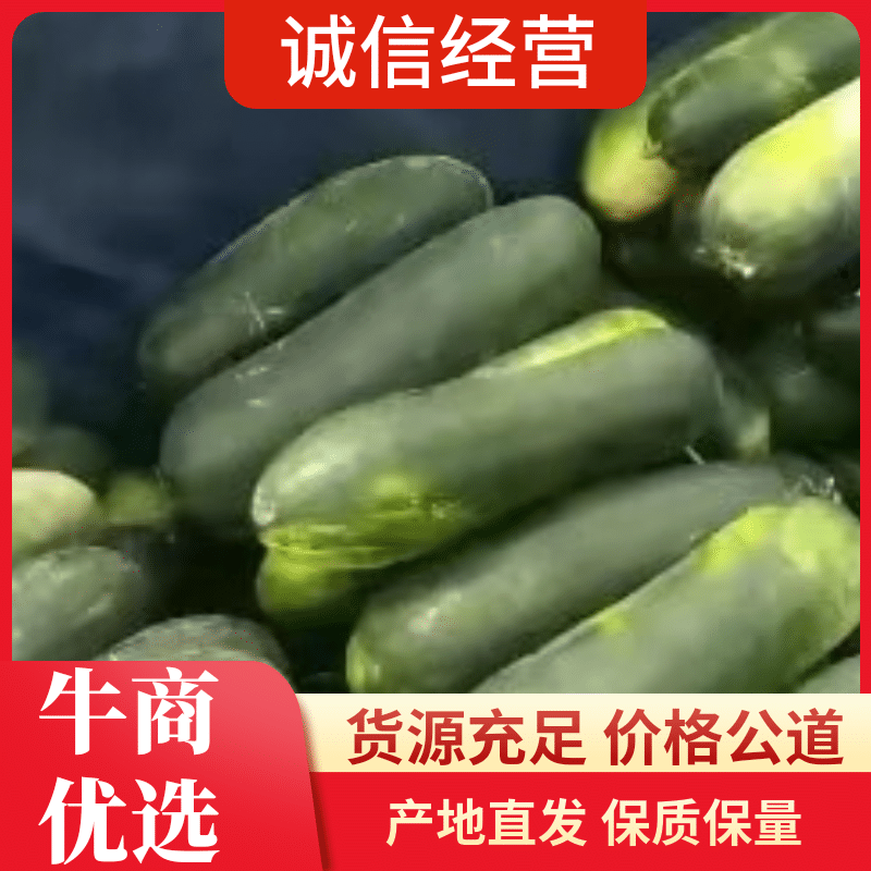 河北精品冬瓜隆尧县万亩冬瓜基地产地直销瓜型好颜色黑