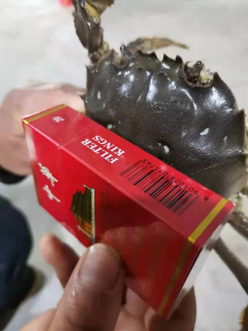 今年的大母本大闸蟹蟹苗六母八公