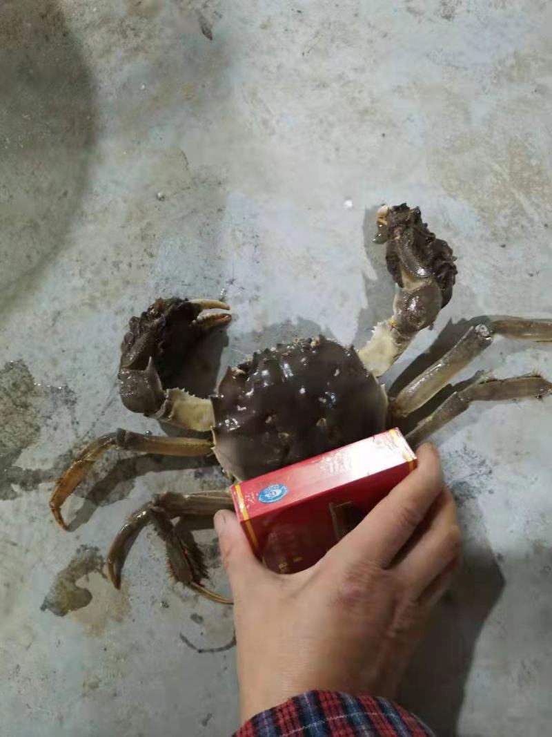 今年的大母本大闸蟹蟹苗六母八公