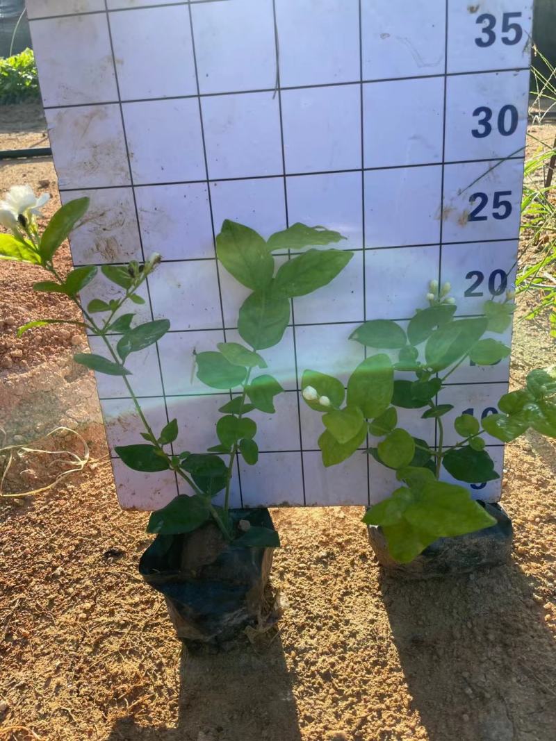 茉莉花福建漳州茉莉花绿化庭院设计基地直供大小规格袋苗