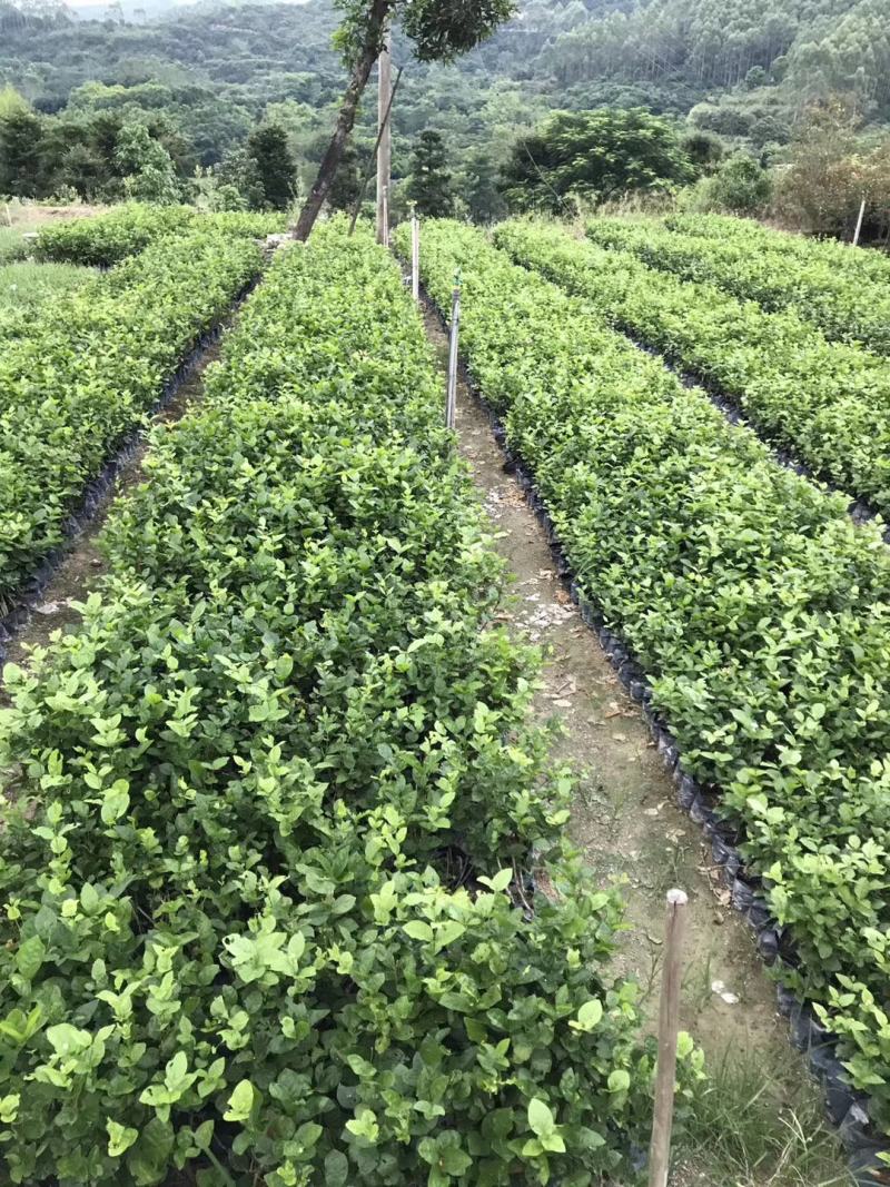 茉莉花福建漳州茉莉花绿化庭院设计基地直供大小规格袋苗