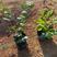 茉莉花福建漳州茉莉花绿化庭院设计基地直供大小规格袋苗