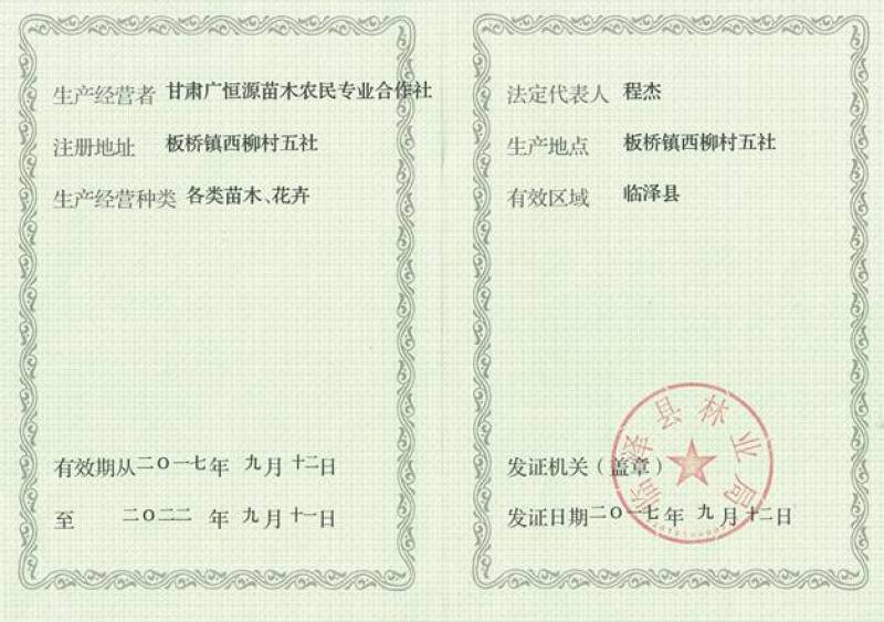 供应沙枣种子沙枣胡优质沙枣籽