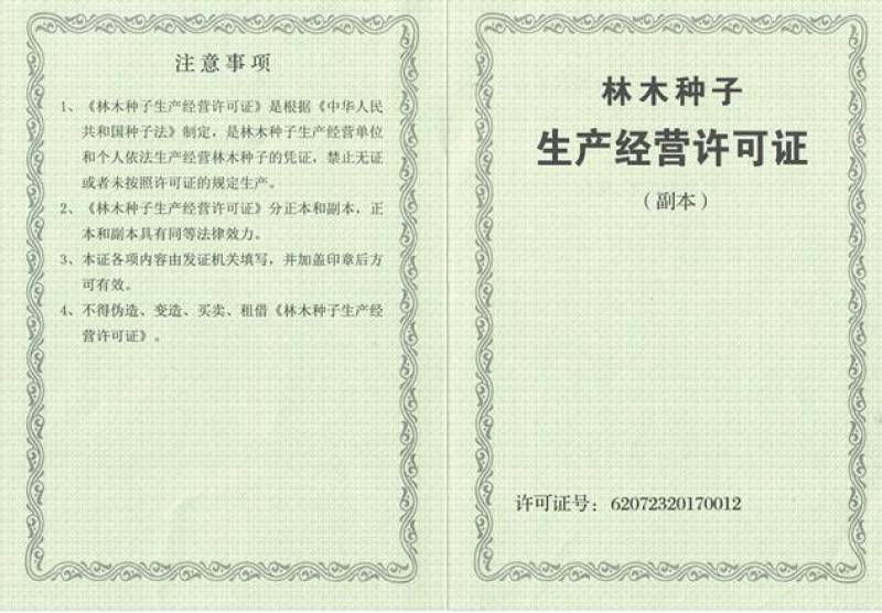 供应沙枣种子沙枣胡优质沙枣籽