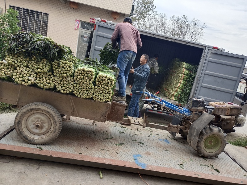 精品红莴笋十一月十号上市产地直供质量上乘规格齐全