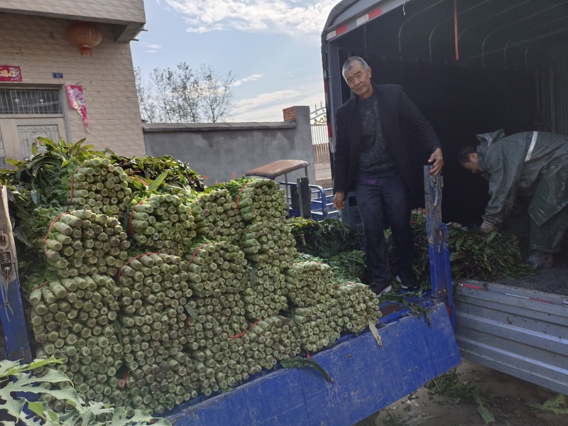 精品红莴笋十一月十号上市产地直供质量上乘规格齐全