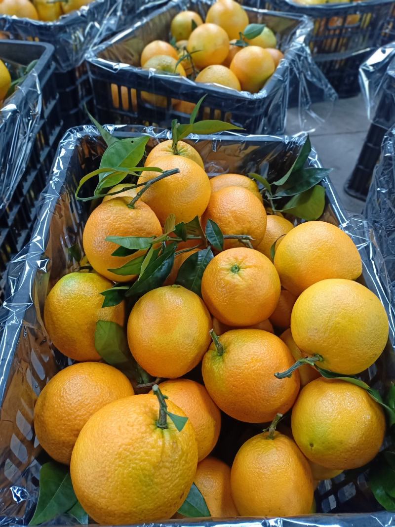 广西纽荷尔脐橙果园看货货源充足【比初恋还甜的】