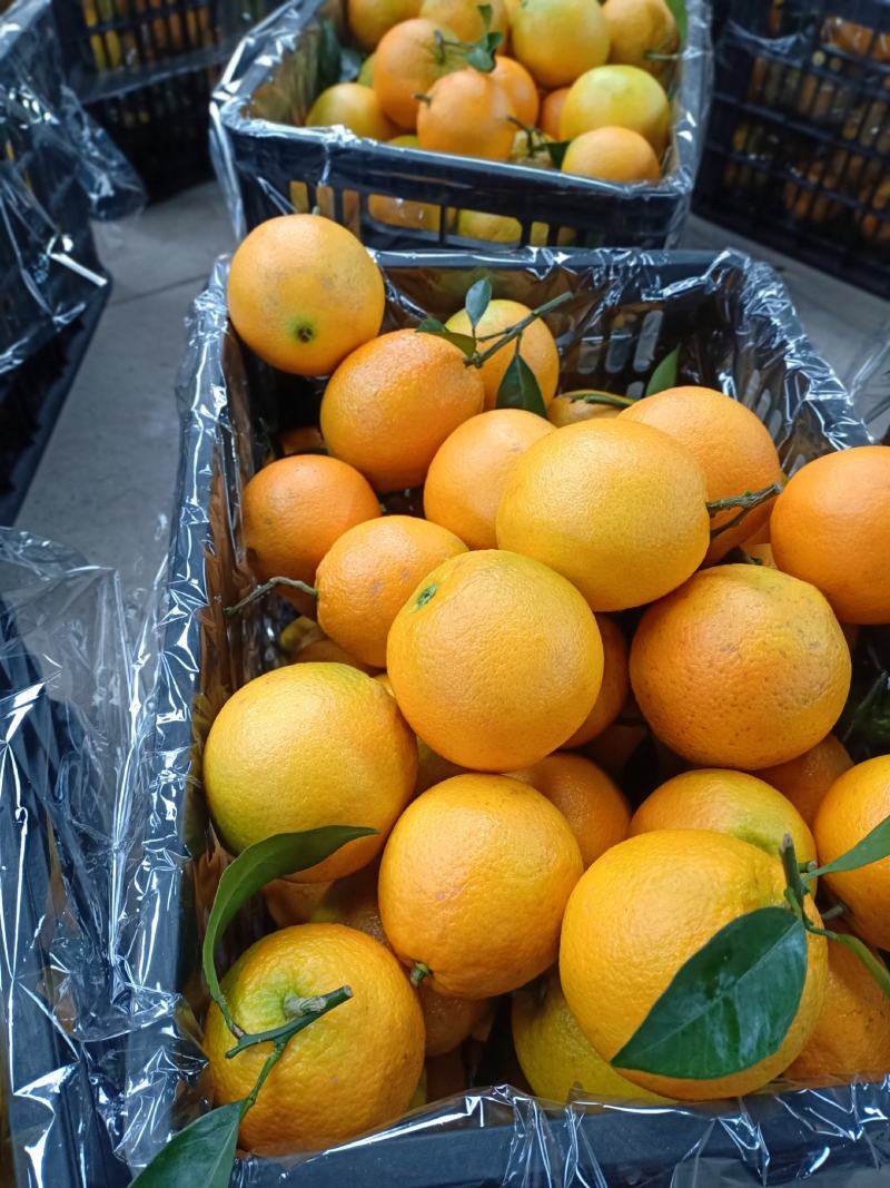 广西纽荷尔脐橙果园看货货源充足【比初恋还甜的】