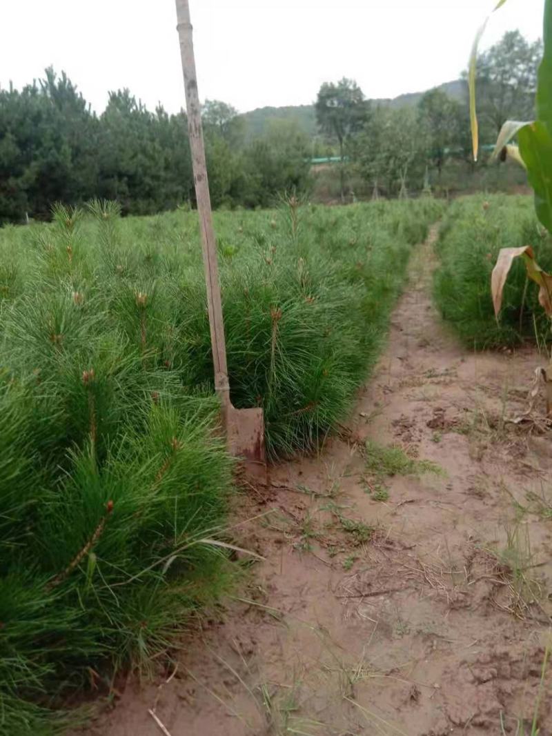 油松苗营养袋，营养杯均有30-100产地直供欢迎采