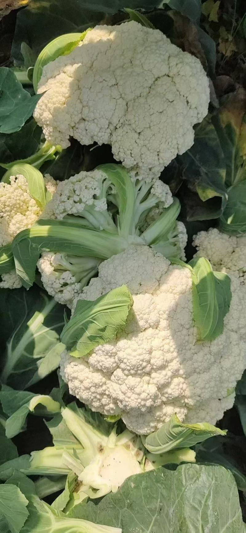 河北邯郸精品有机松花菜品质保证万亩基地电话联系