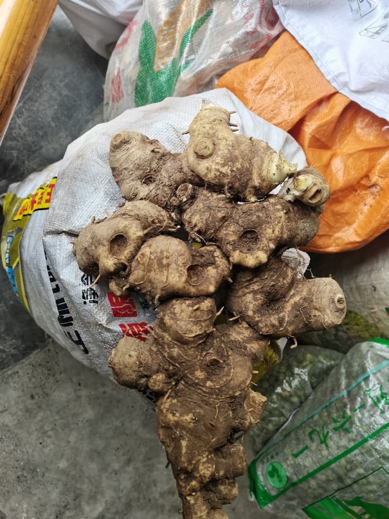 高杆不倒苗六叶黄精种块茎，好质量，质量好