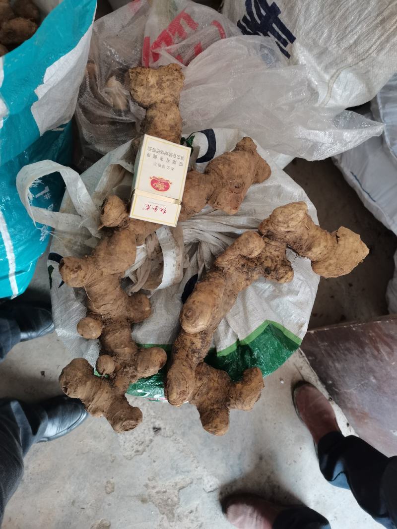 高杆不倒苗六叶黄精种块茎，好质量，质量好