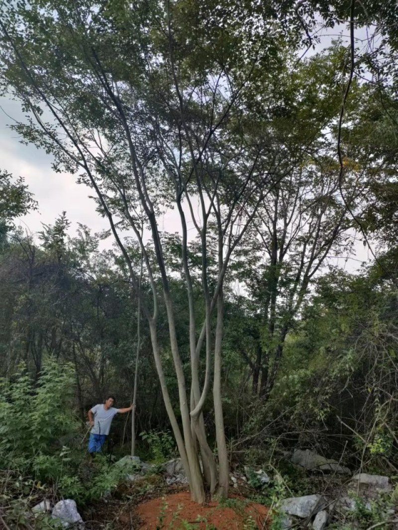 丛生朴树苗，3杆以上，提供各种规格工程苗以及苗圃精品！