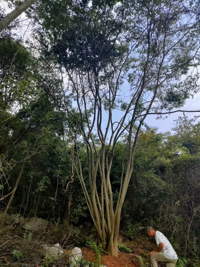 丛生朴树苗，3杆以上，提供各种规格工程苗以及苗圃精品！