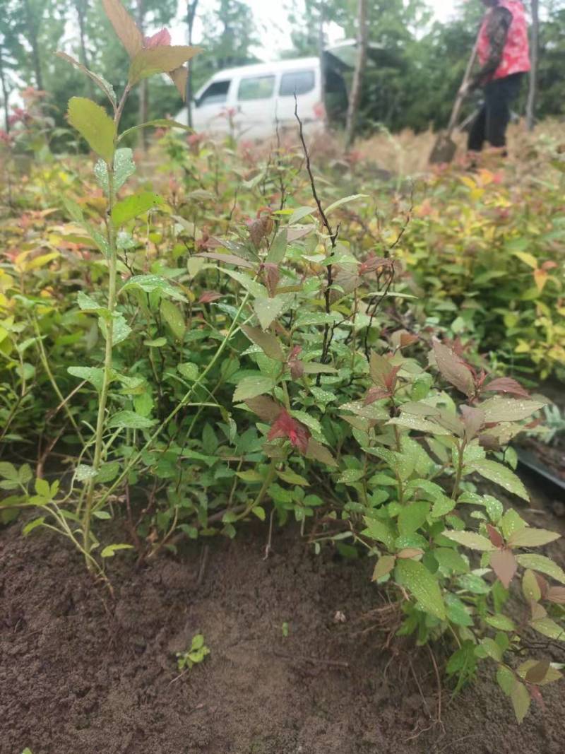 金灿绣线菊。金焰绣线菊，青叶绣线菊。绣线菊球，量大供应中