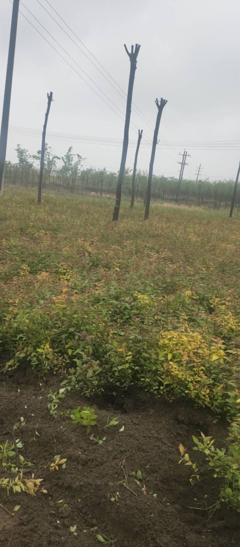 金灿绣线菊。金焰绣线菊，青叶绣线菊。绣线菊球，量大供应中