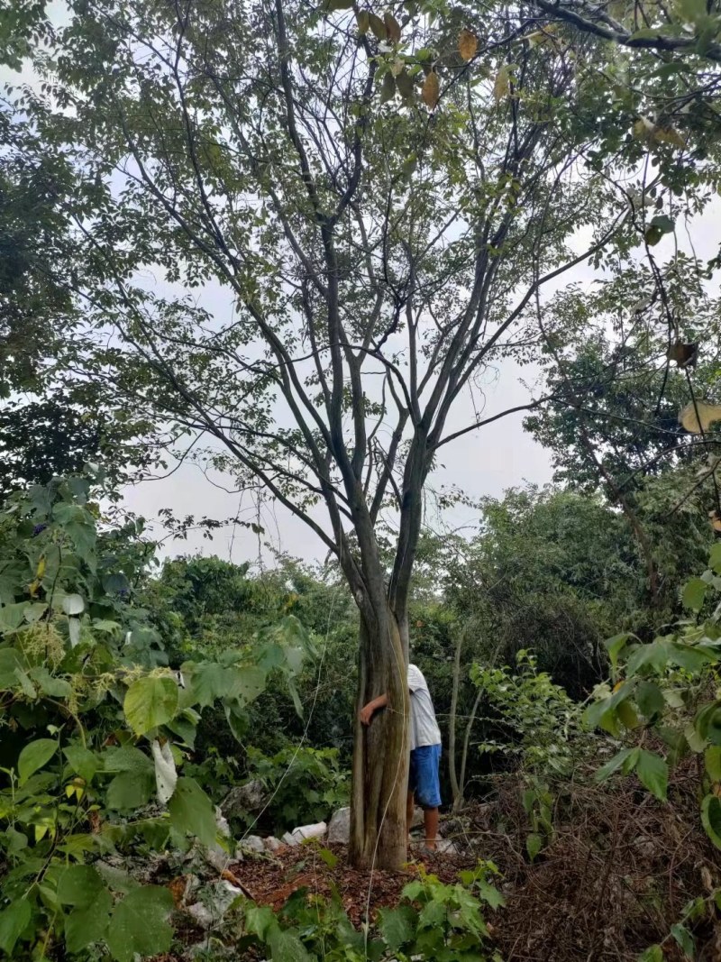 丛生朴树苗，3杆以上，提供各种规格工程苗以及苗圃精品！