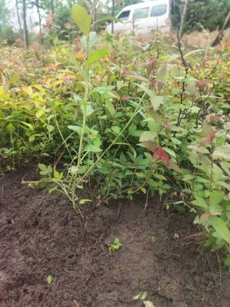 金灿绣线菊。金焰绣线菊，青叶绣线菊。绣线菊球，量大供应中
