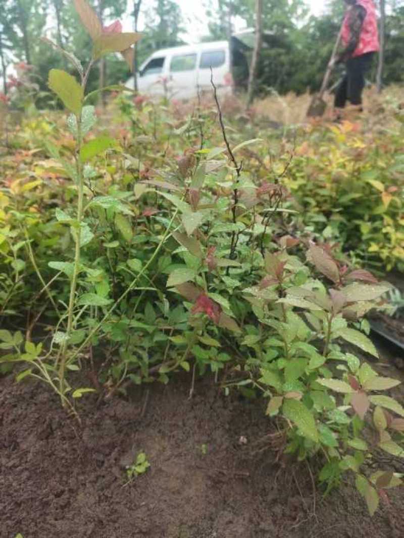 金灿绣线菊。金焰绣线菊，青叶绣线菊。绣线菊球，量大供应中