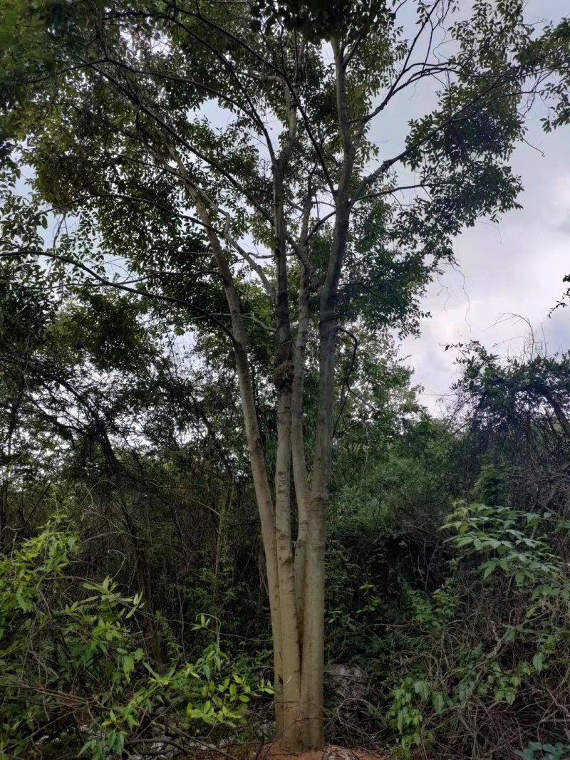 丛生朴树苗，3杆以上，提供各种规格工程苗以及苗圃精品！