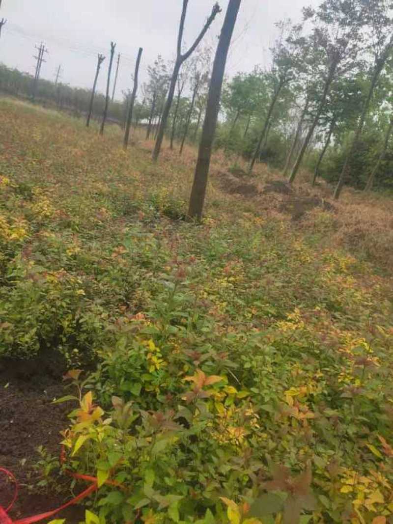 金灿绣线菊。金焰绣线菊，青叶绣线菊。绣线菊球，量大供应中