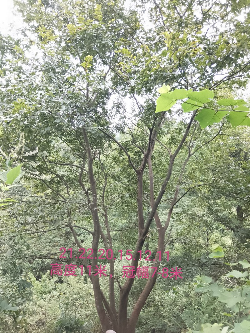 丛生朴树苗，3杆以上，提供各种规格工程苗以及苗圃精品！
