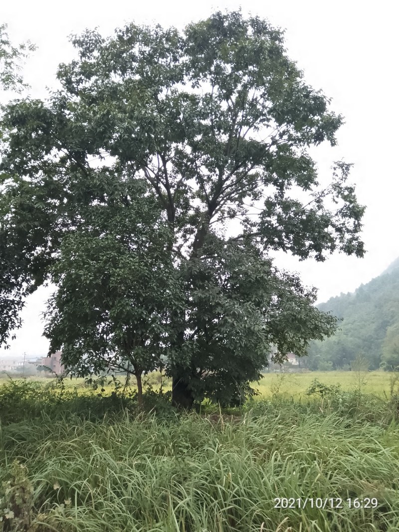30公分以上的朴树，长期供应，6-8分树型，包上车！