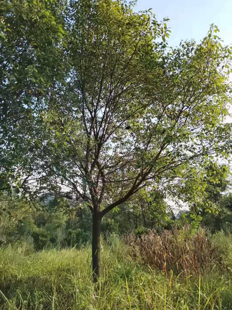 香樟树，15-40公分的单杠丛生长期供应，树型好，包上车