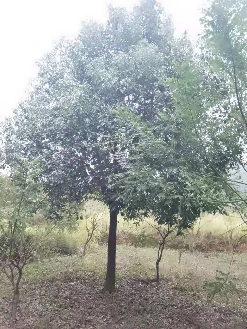 香樟树，15-40公分的单杠丛生长期供应，树型好，包上车