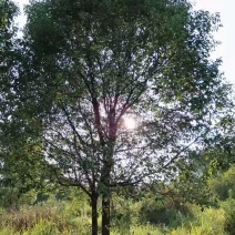 香樟树，15-40公分的单杠丛生长期供应，树型好，包上车