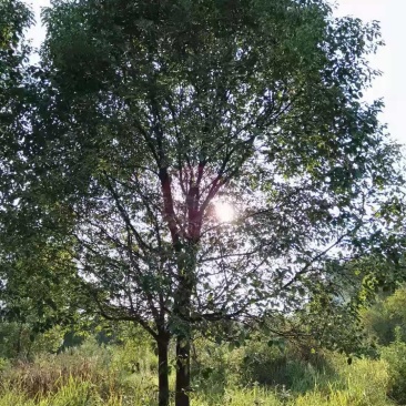 香樟树，15-40公分的单杠丛生长期供应，树型好，包上车