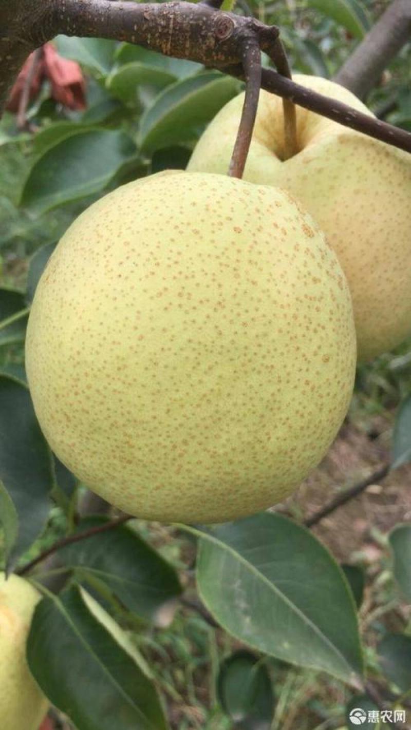 【爆品】砀山梨汁多甜度高商超品质诚信经营