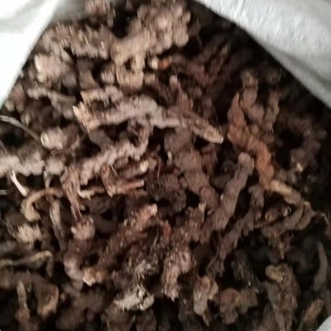 纯野生苍术