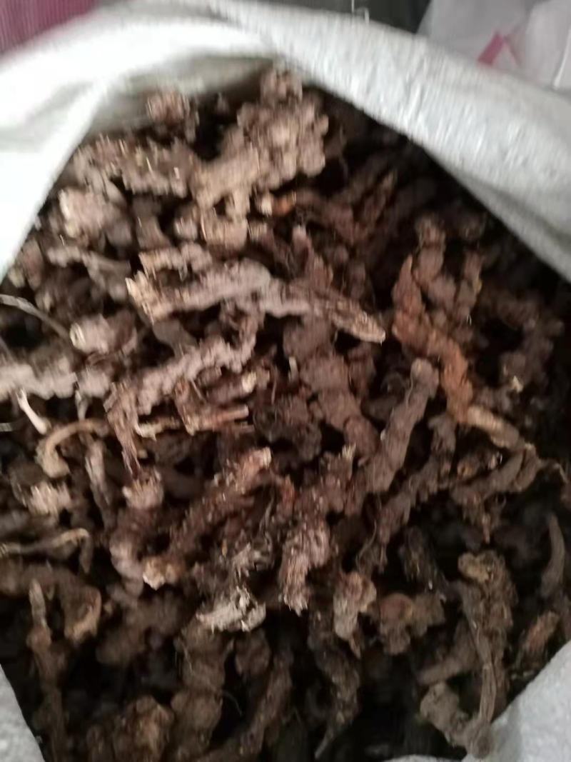 纯野生苍术