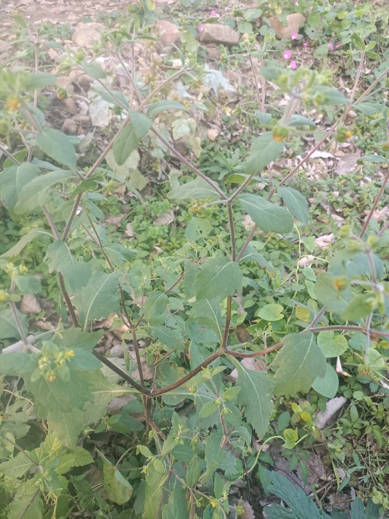 豨莶草，野生，色青，一手货源，品质保证，！！！